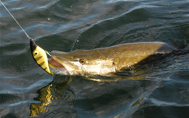 A rablóhalas horgászat technikái