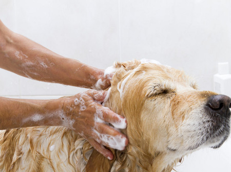 Kutyakozmetikus a kutyák egyéniségéért