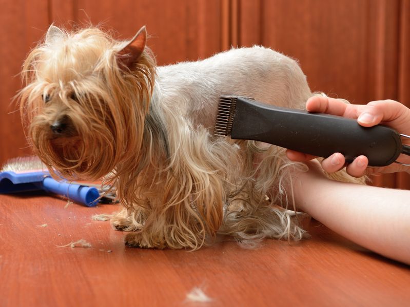 Milyen módon tehetünk a terrier kutyafajták szőrzetének ápolásáért?