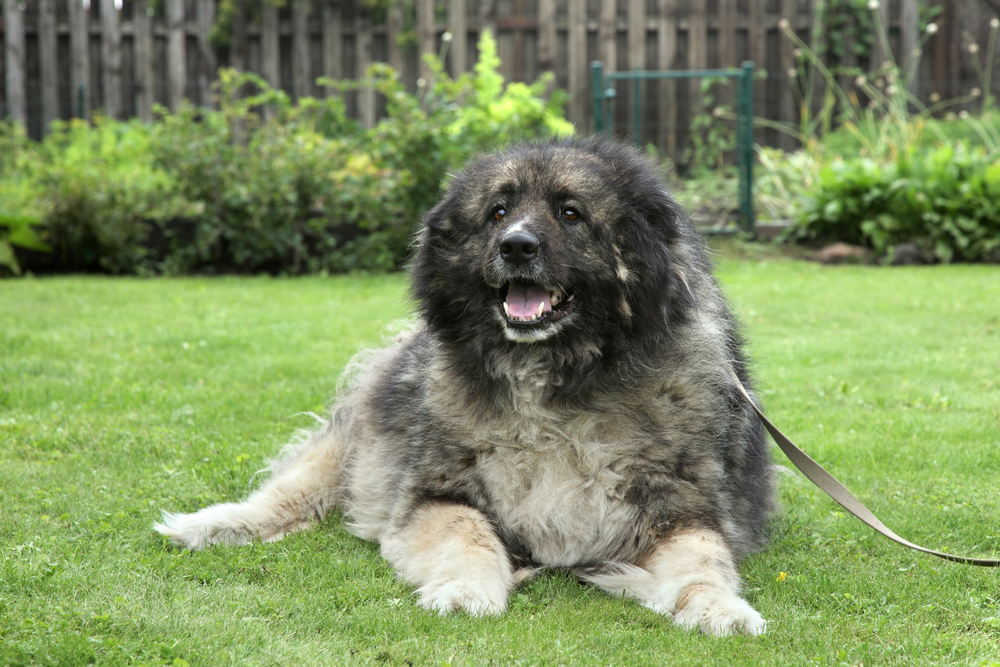 Leendő kutyakozmetikusoknak: A Kaukázusi juhászkutyáról bővebben