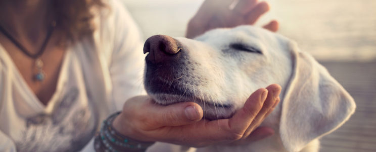 Legyen profi a szakmájában! – A kutyakozmetikus mester képzés