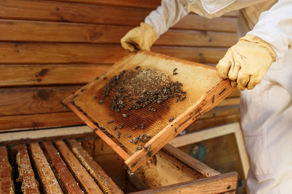 Szerezze be új méhész eszközeit egyszerűen és könnyedén!