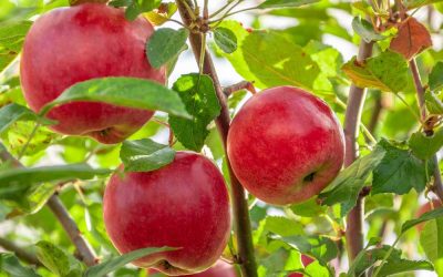 Rezisztens almafajták a családoknak